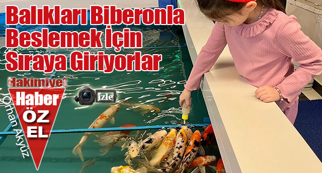 BURADA BALIKLAR B�BERONLA BESLEN�YOR!
