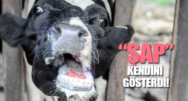 ŞAP KENDİNİ GÖSTERDİ!