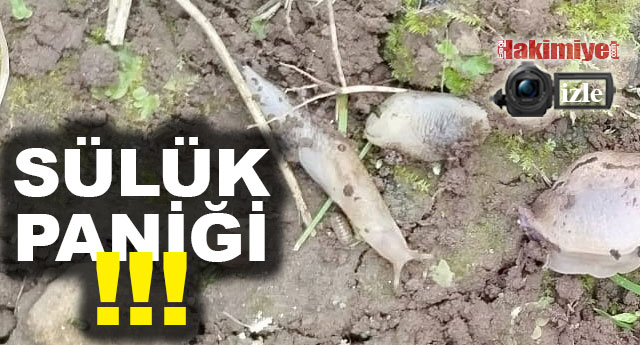 S�L�K PAN���!!!